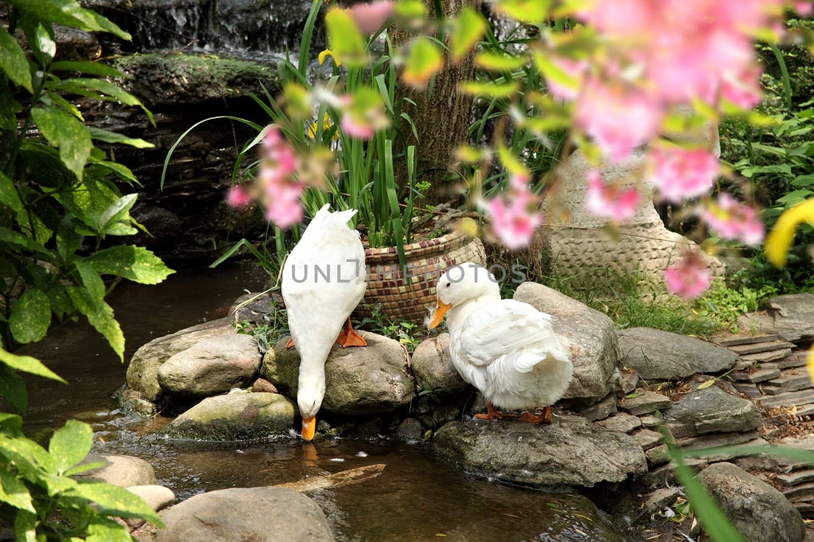 close up shot of two white ducks