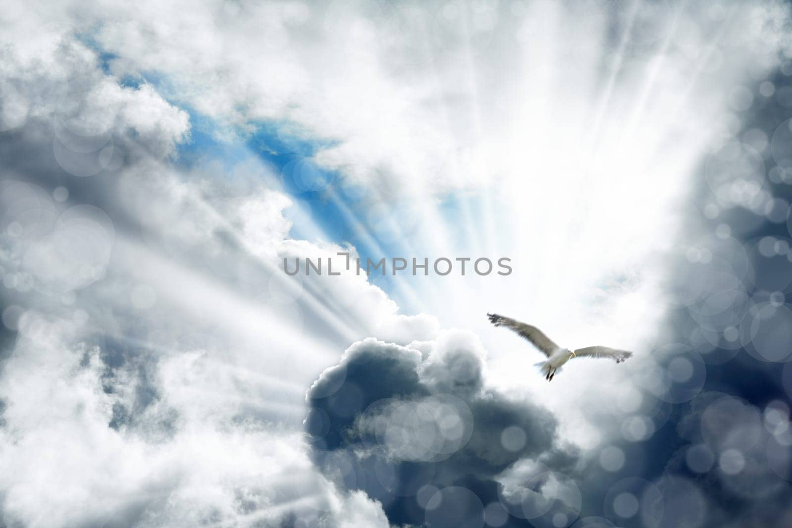 an image of seagull flying in cloudy sky