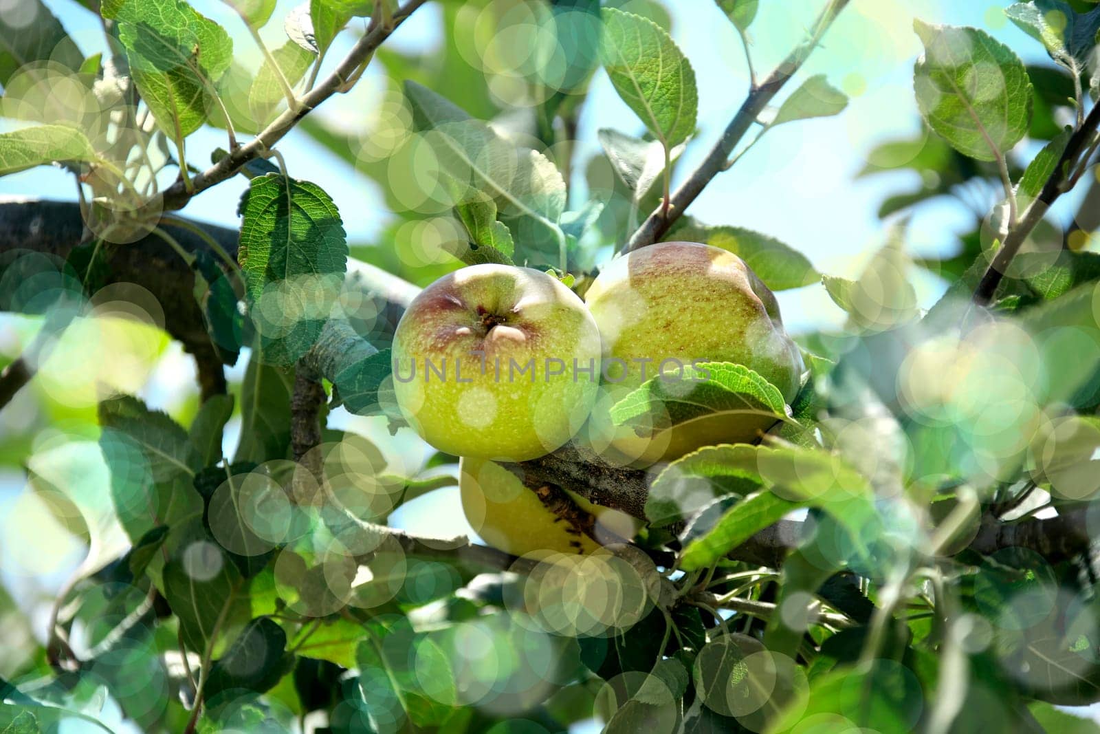 close up shot of apple trees
