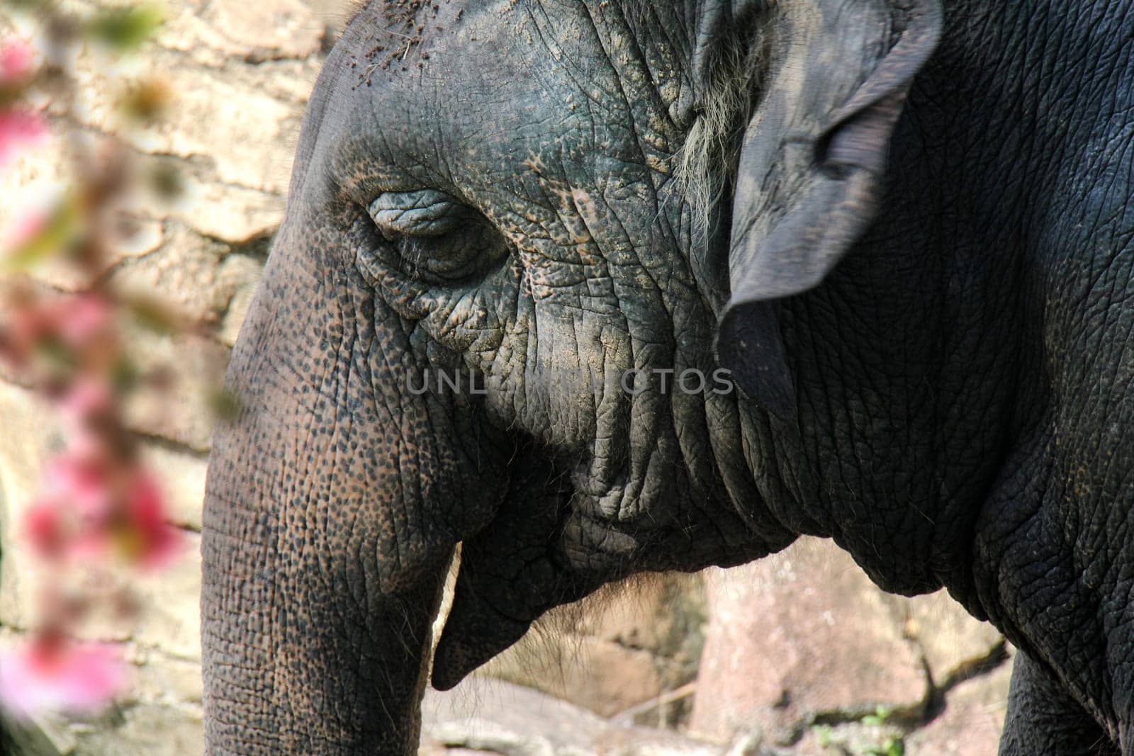close up shot of an elephant