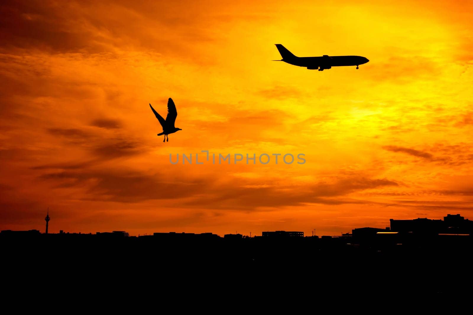 silhouetted flying bird and commercial airplane over sunset.