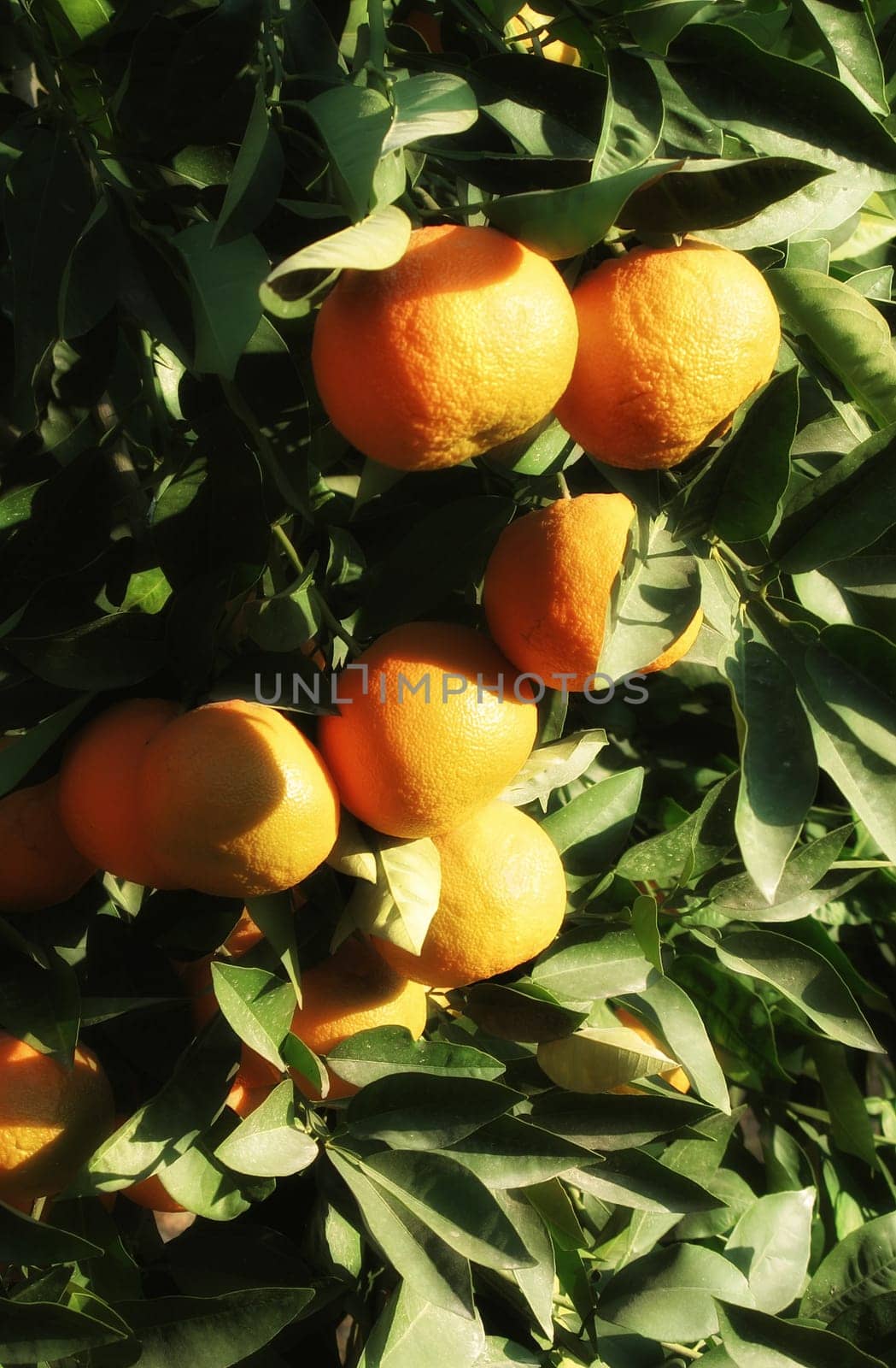 close up shot from orange tree and fresh oranges.