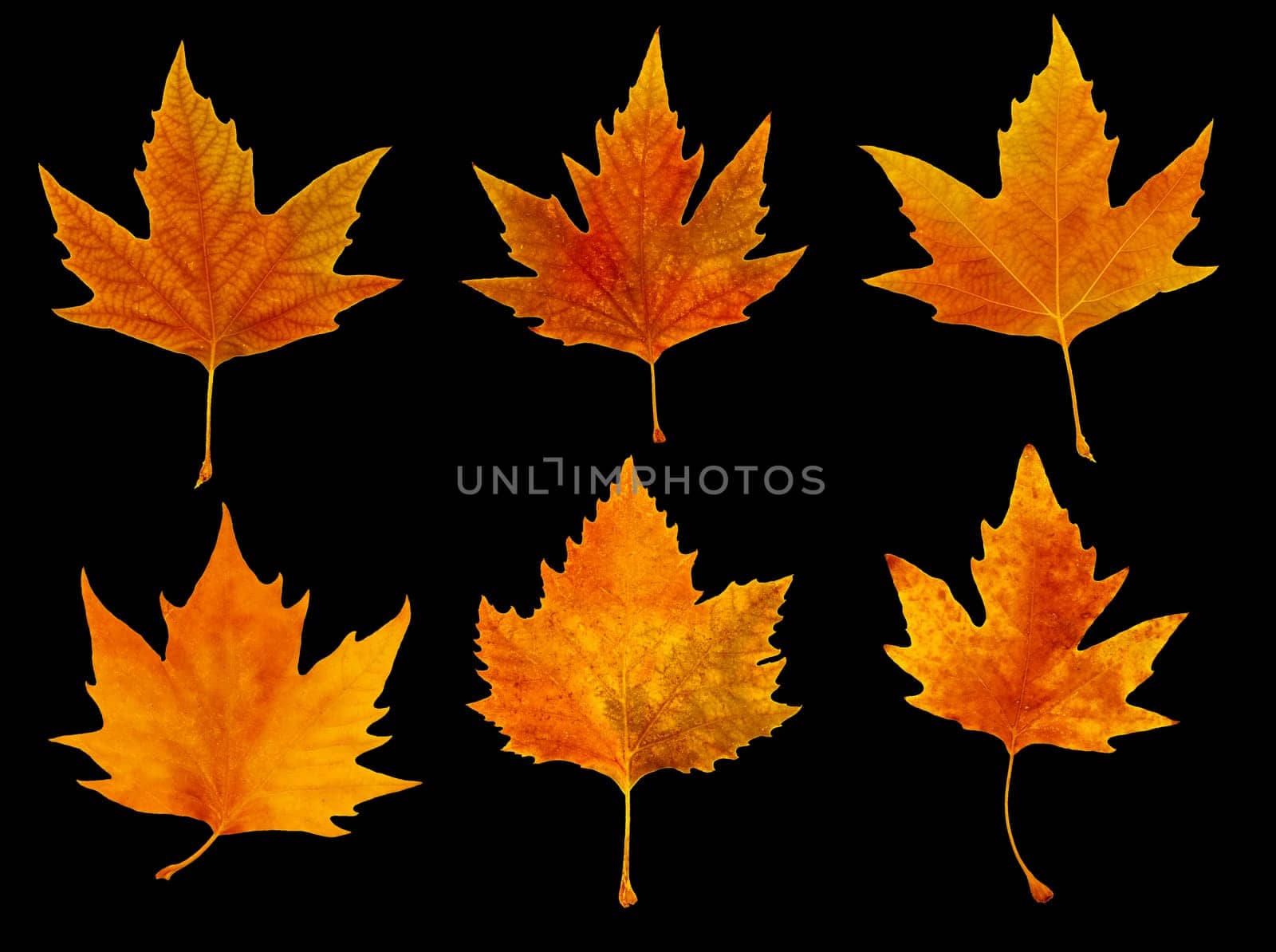 isolated image of leaves on black background