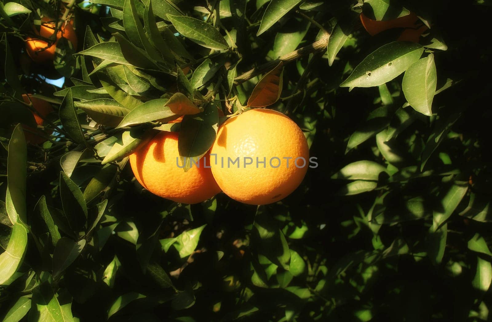 close up shot from orange tree and fresh oranges.
