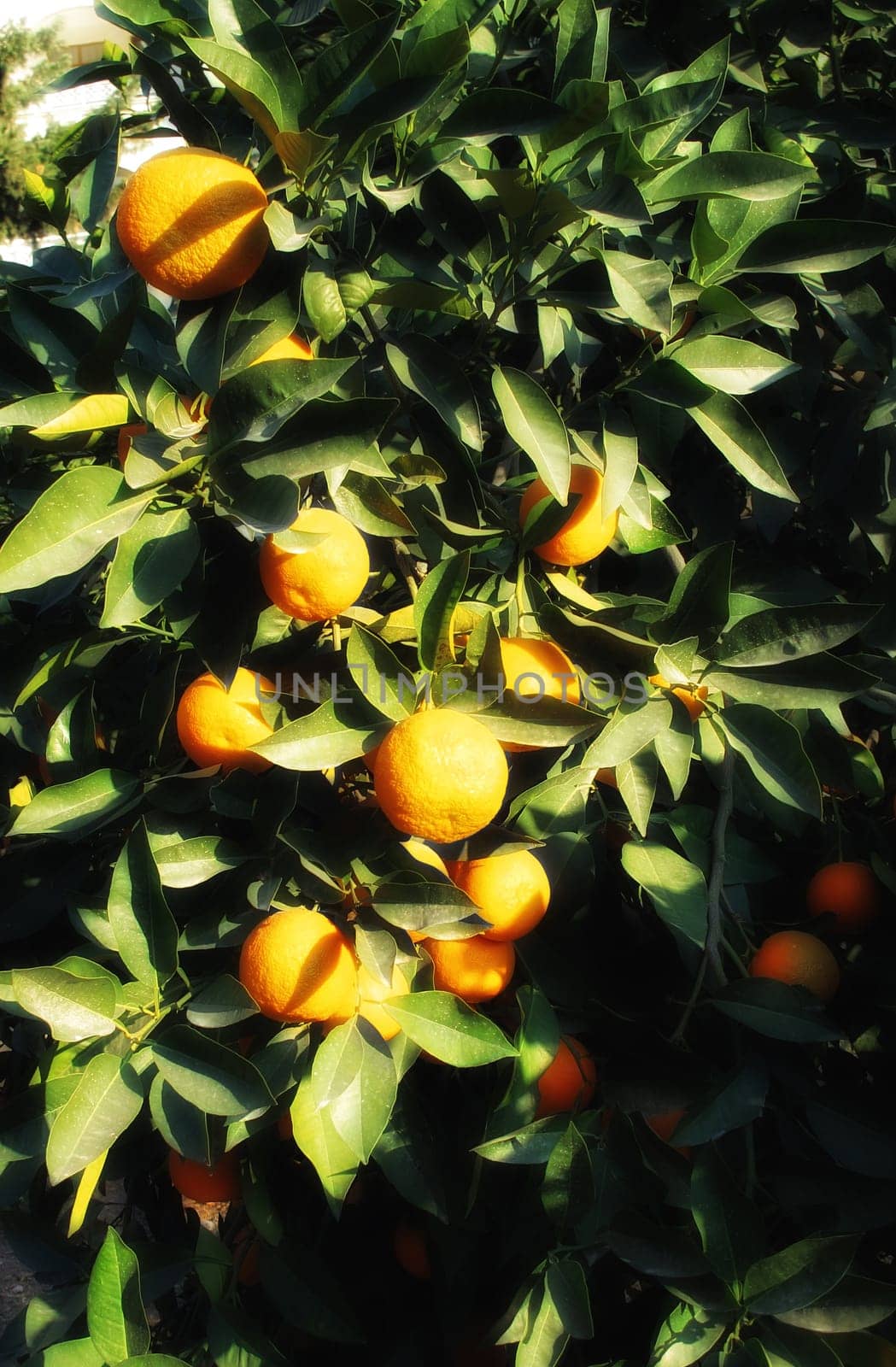 close up shot from orange tree and fresh oranges.