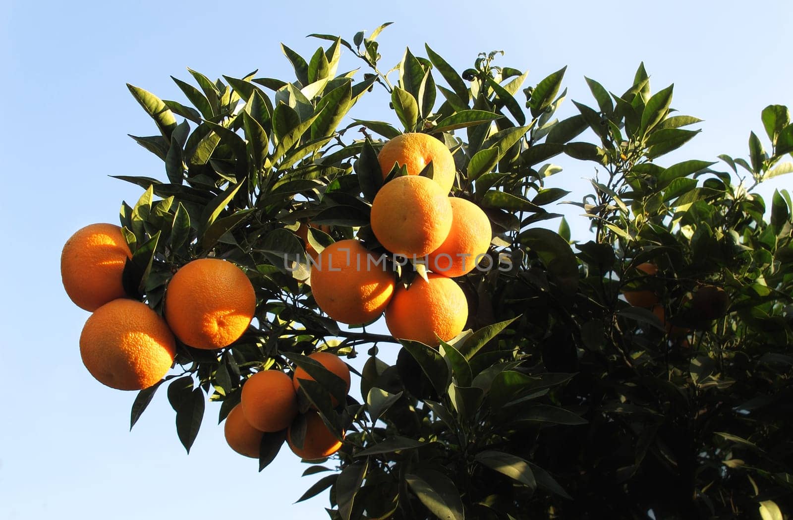 close up shot from orange tree and fresh oranges.
