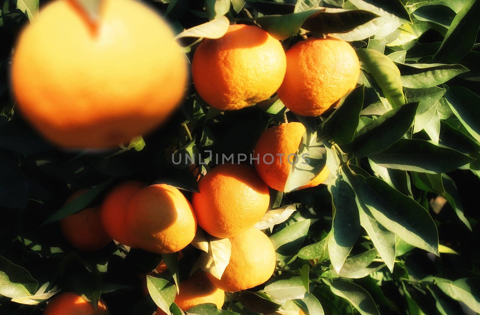 close up shot from orange tree and fresh oranges.