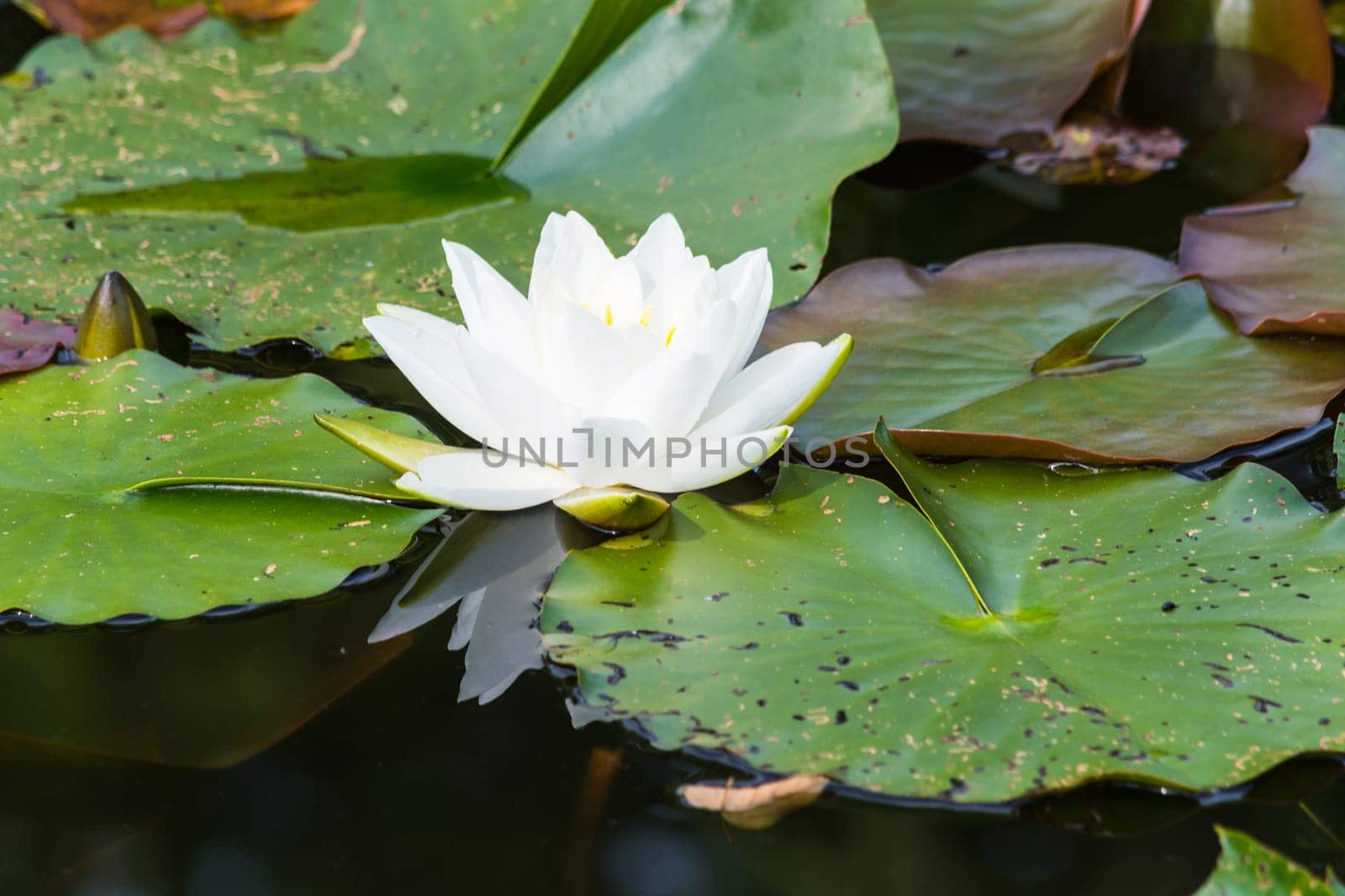 Nymphaea lotus, water lily has white petals, yellow stamens and green pads.