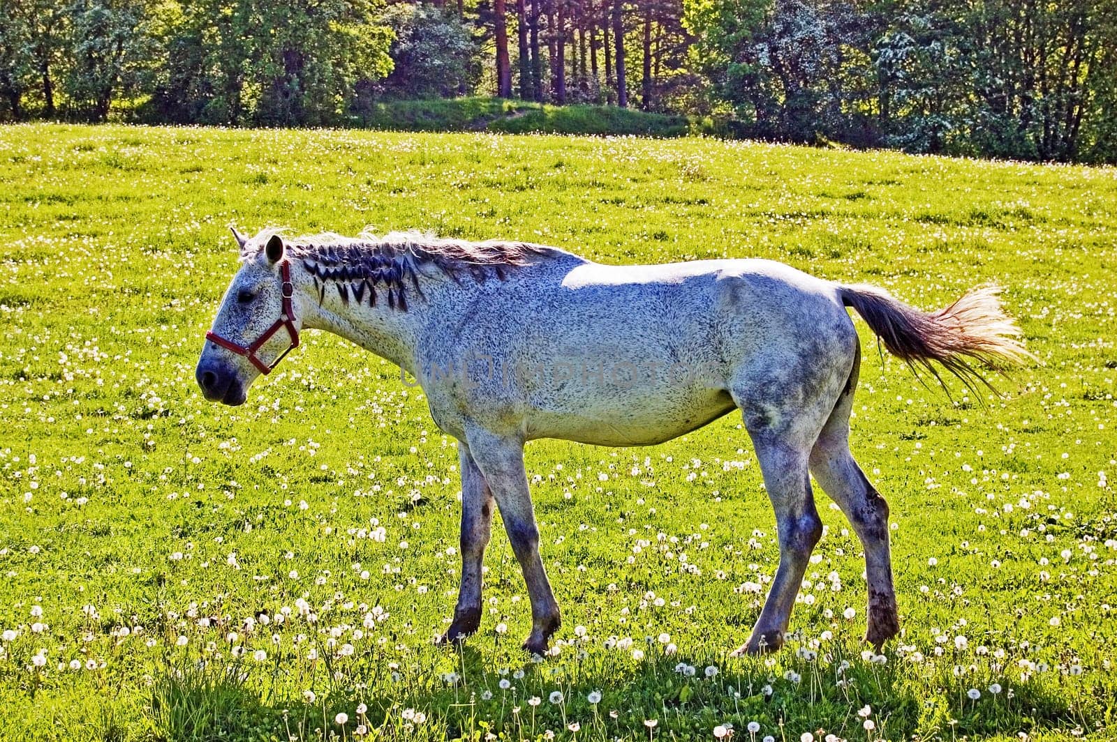 Horse grazing