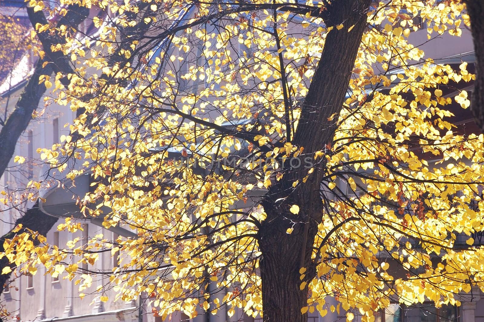 Autumn park on sunny day
