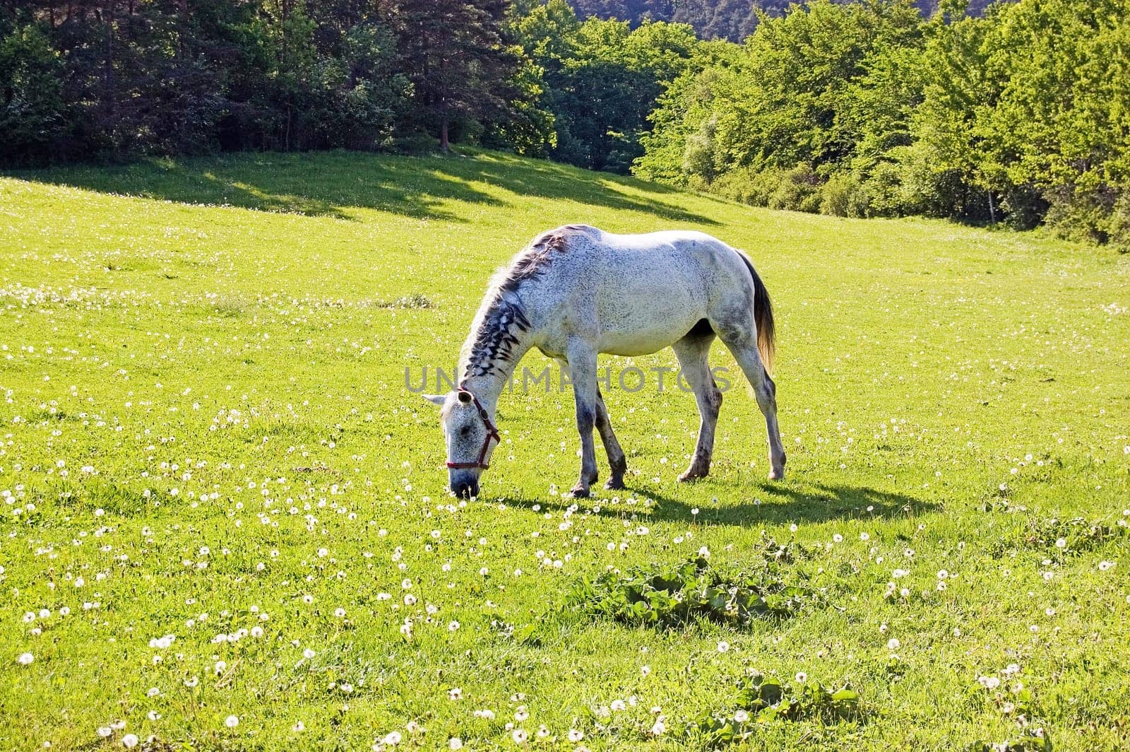 Horse grazing