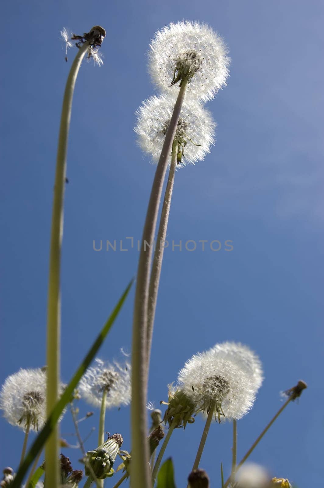 Close up of a  Dandelion
