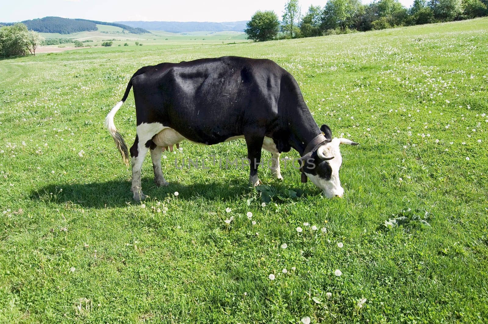 Holstein-Friesian cow grazing on field