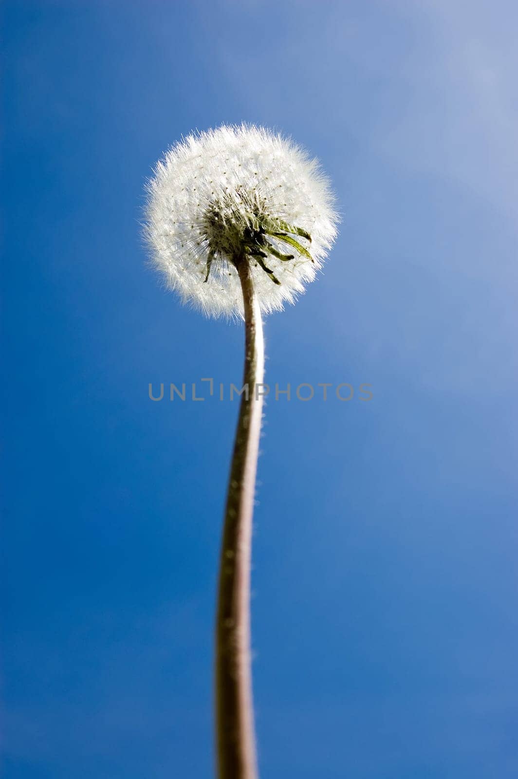 Close up of a  Dandelion