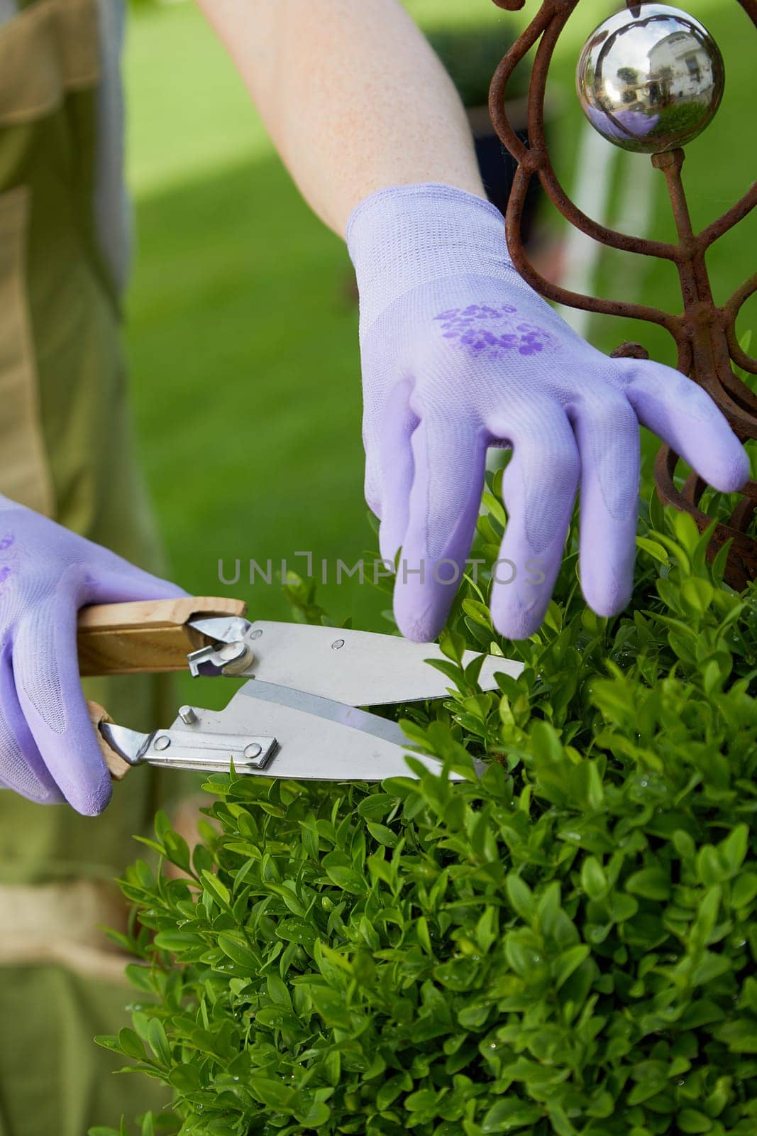 Gardener pruning and shaping a privet topiary in spring with large flat sharp shears in a close up view on the hands
