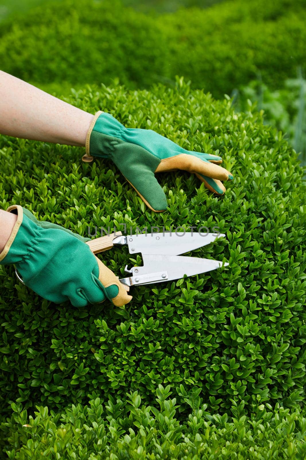 Hands of a gardener pruning back an boxtree privet hedge during spring using a large pair of shears