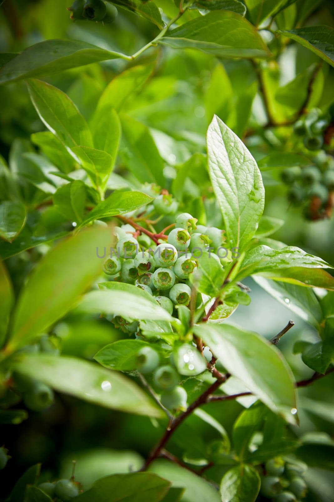 Cluster of green blueberries ripening on the bush in spring viewed through green leaves with selective focus to the berries