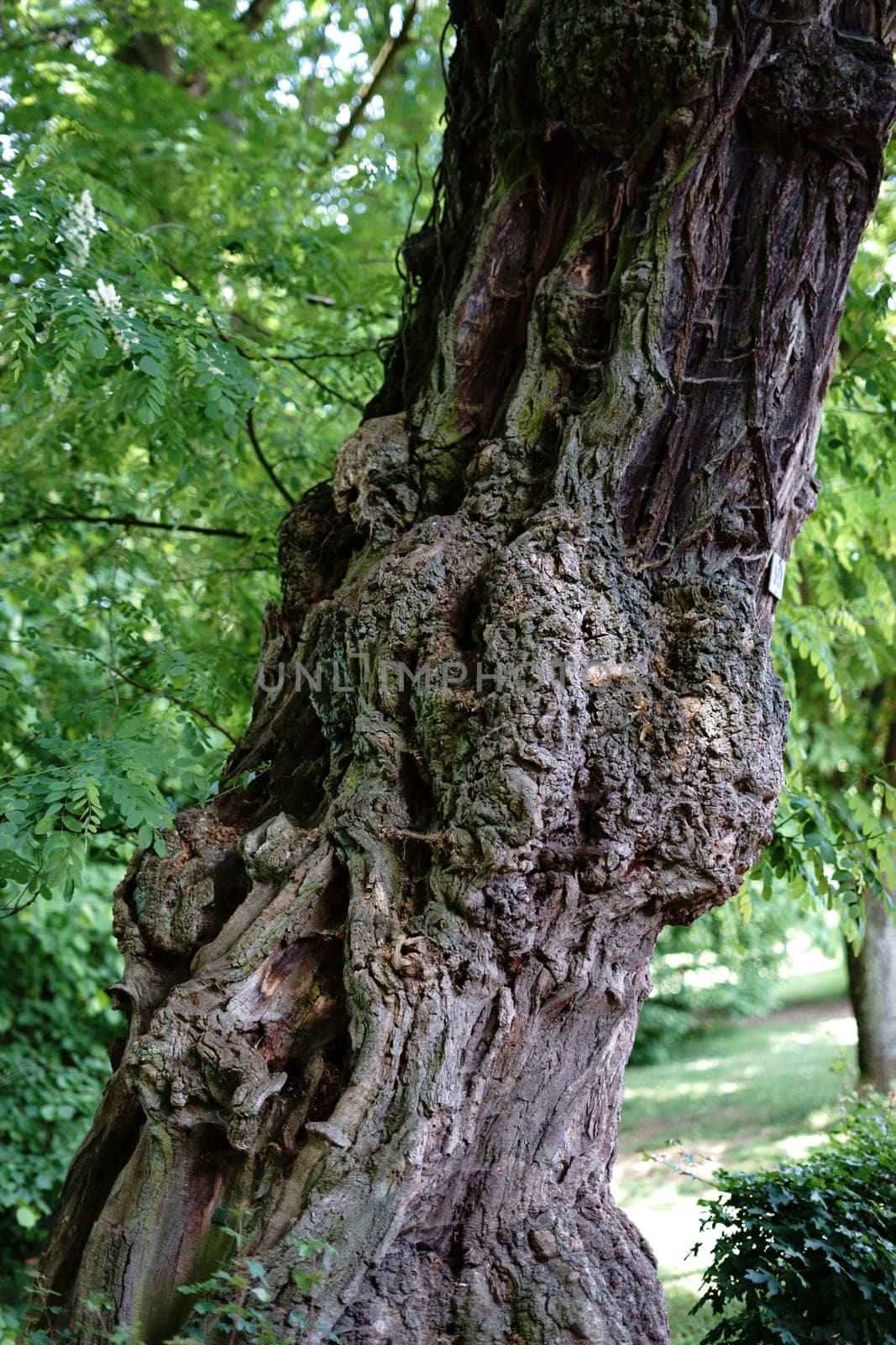 A gnarled and very old tree with an overflow or bulge on the tree trunk.