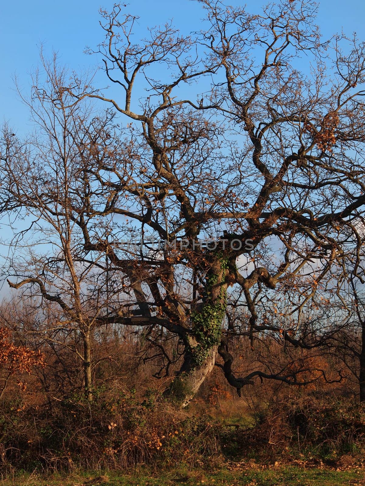 Autumn lanscape with oak grove in september