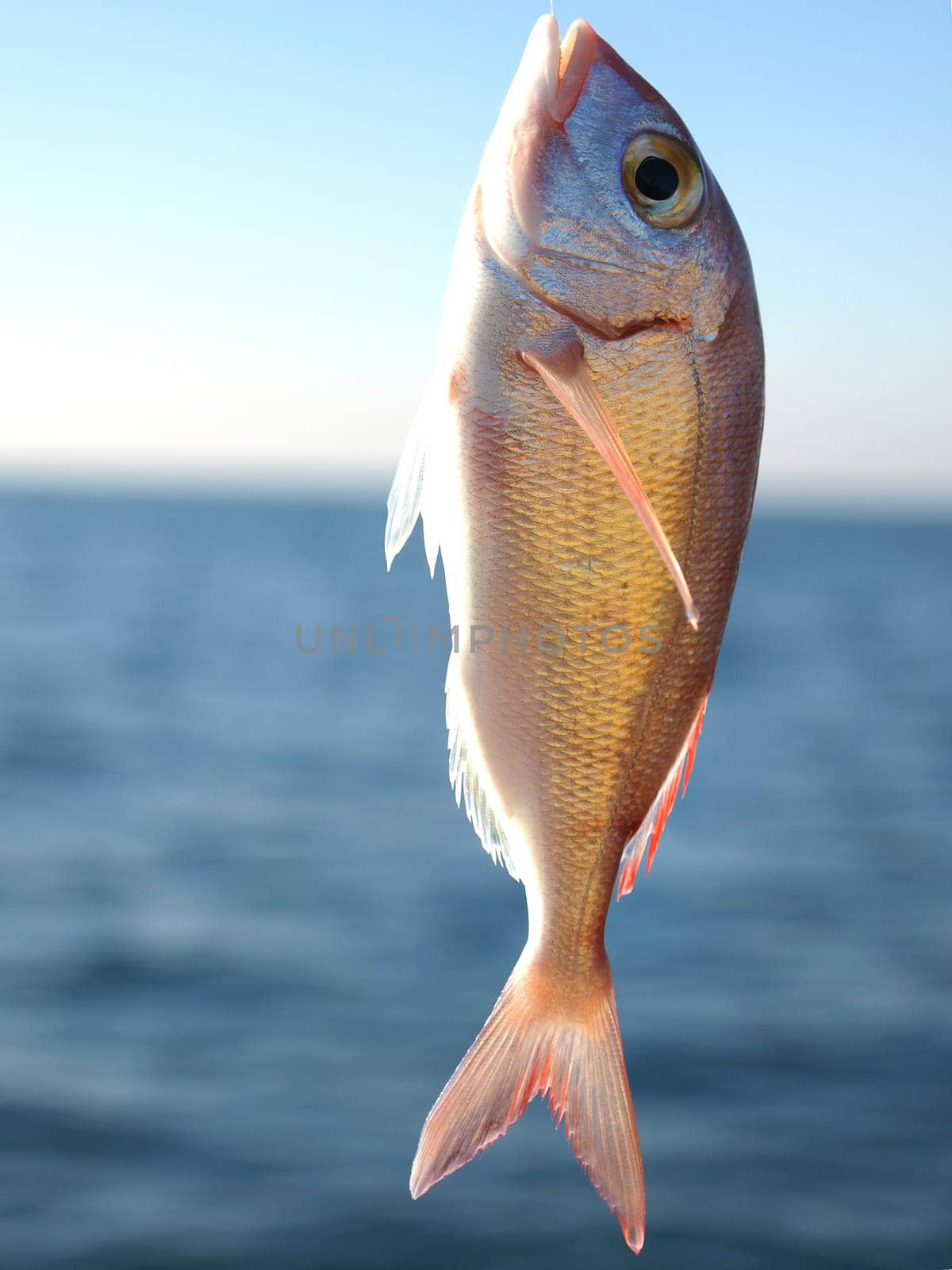 gold fish on the hook