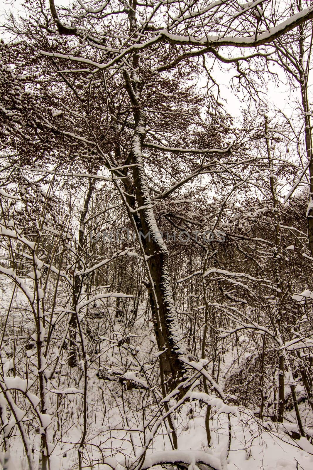 Snowy woods in the south of Germany .