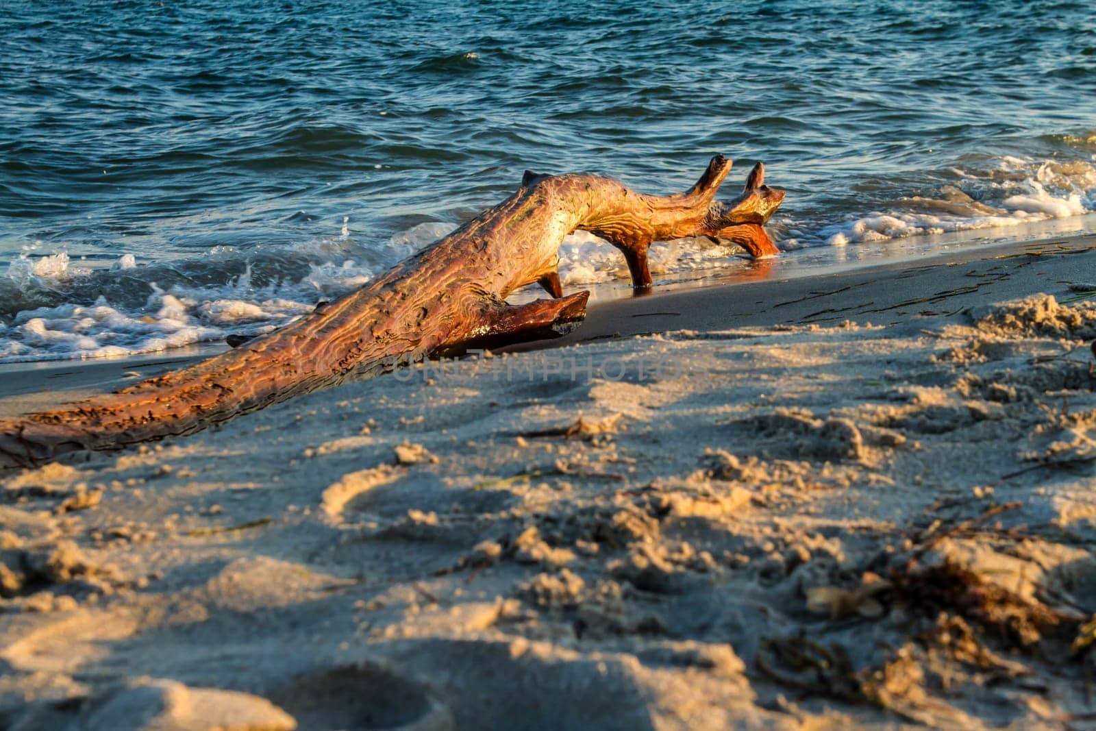 Log in the beach during sunset.