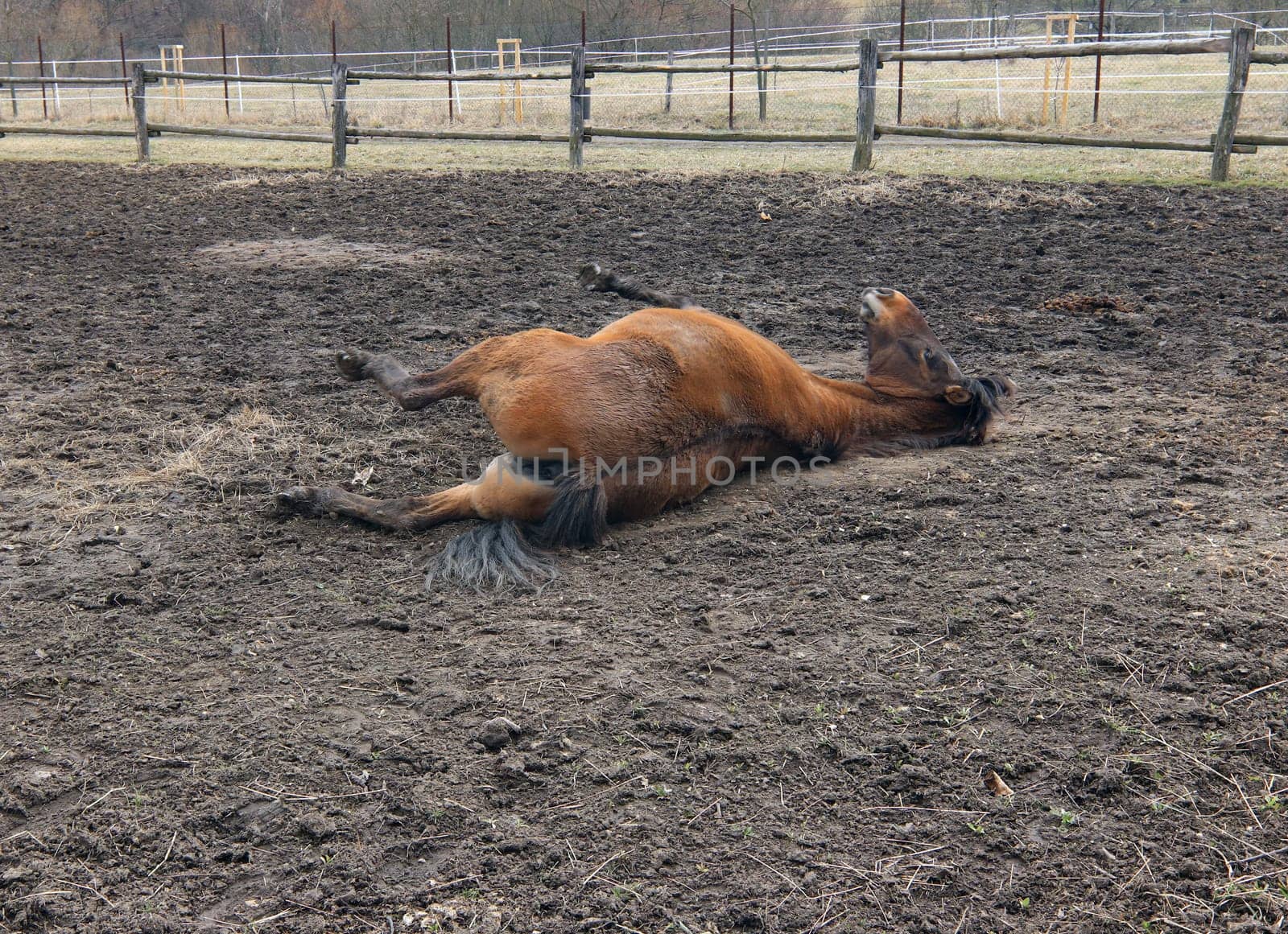Scratching on the back - horse rubbing his back