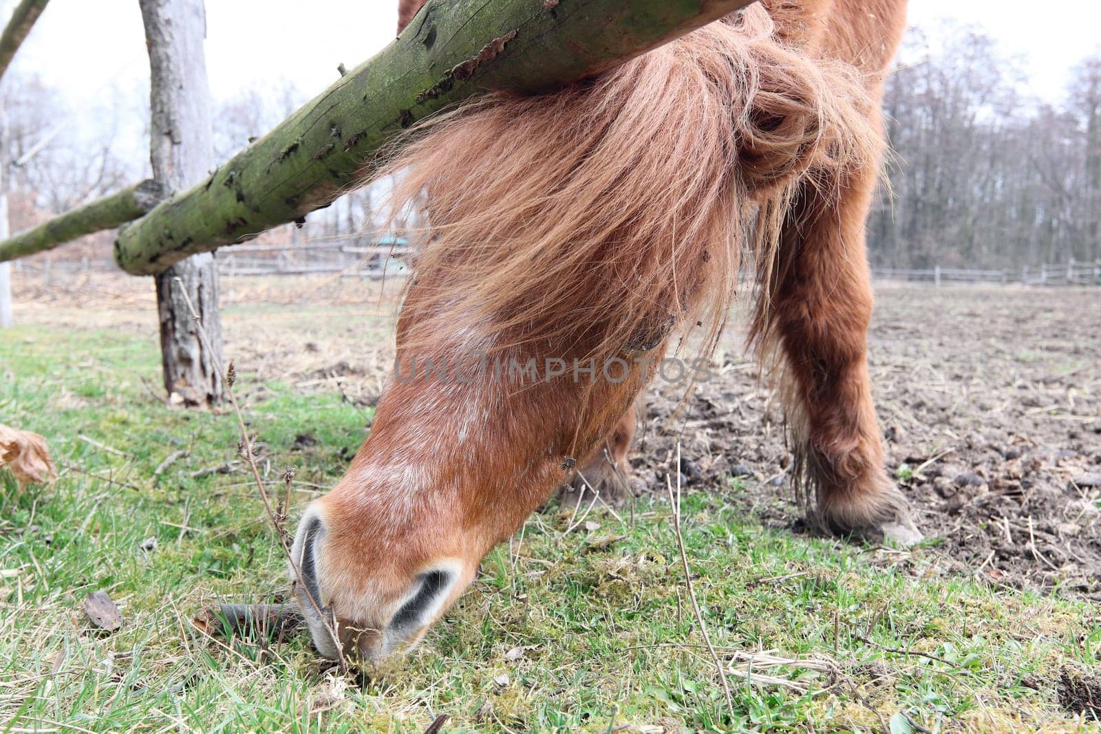 Searching for food - a horse on the graze - detail