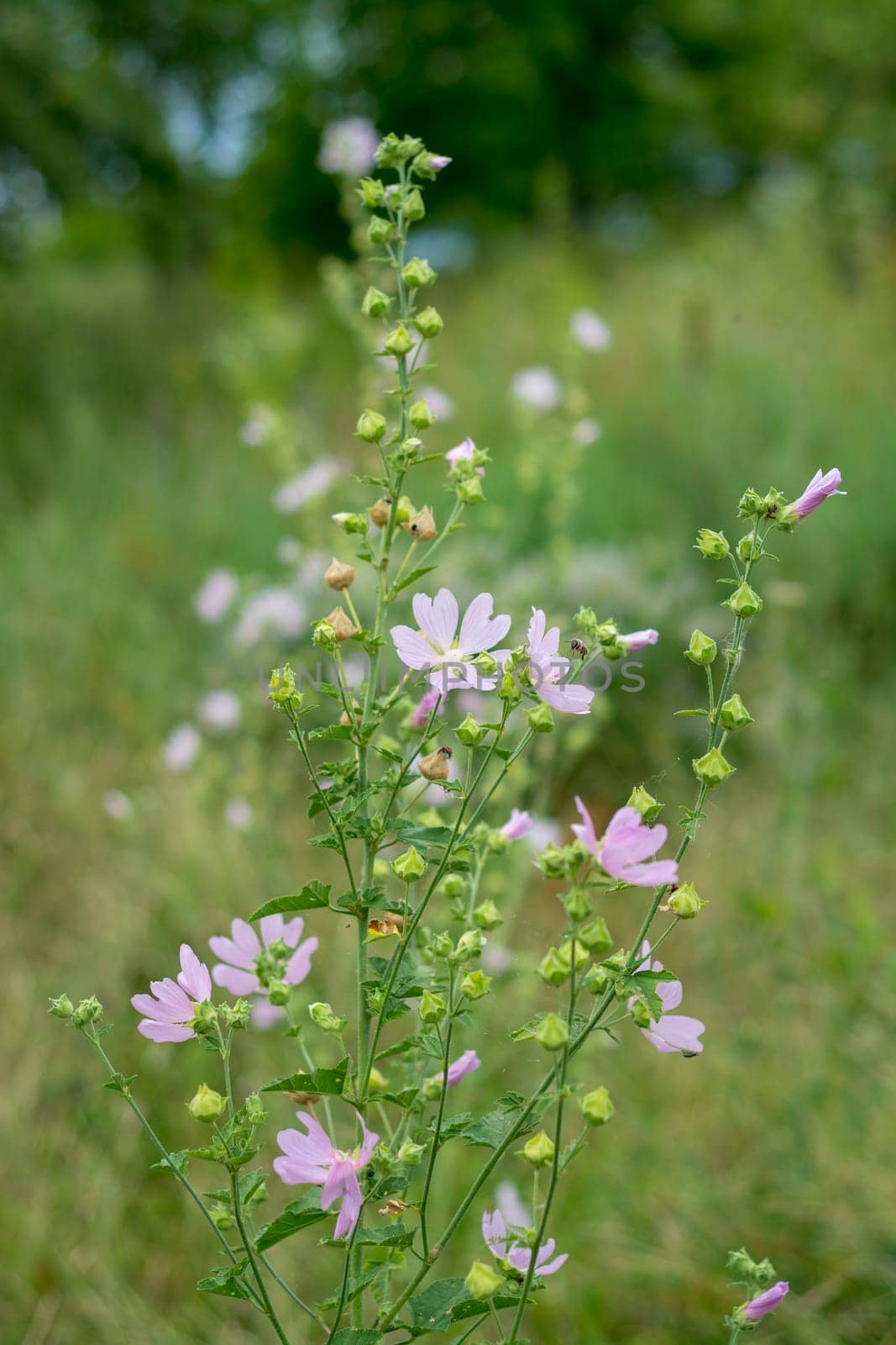Medical plant mellow (Althea officinalis ) grow in wild nature. Gently pink flowers on green backgorund