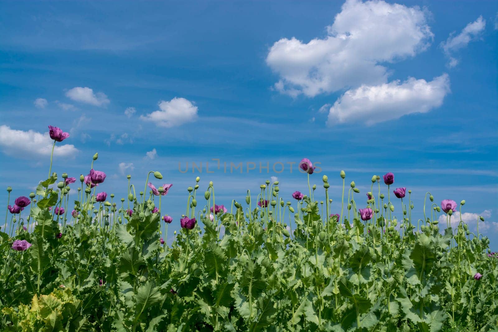 Opium poppy flowers under blue sky (Papaver somniferum)