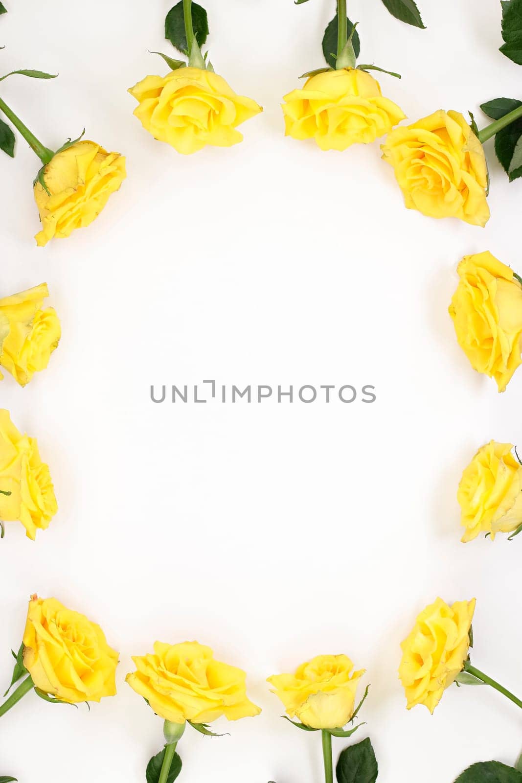 Yellow roses with pink spots flowers facing center Surrounding border of yellow rose blooms on white. Floral surround border outline of yellow rose flowers with green leaves around edges of white paper