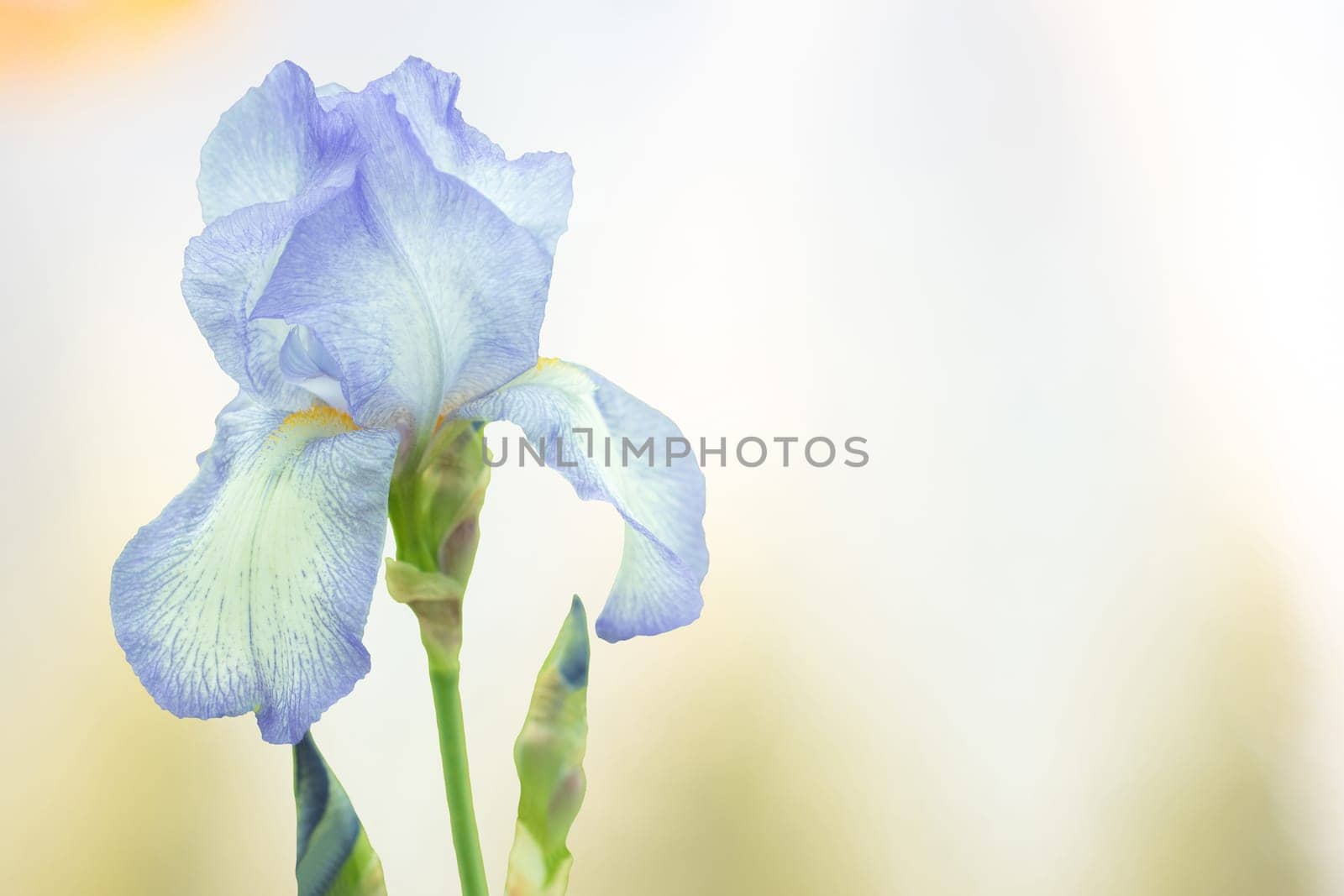 Greeting card with blue iris flower on bright pastel background. Space for your text. Card concept.