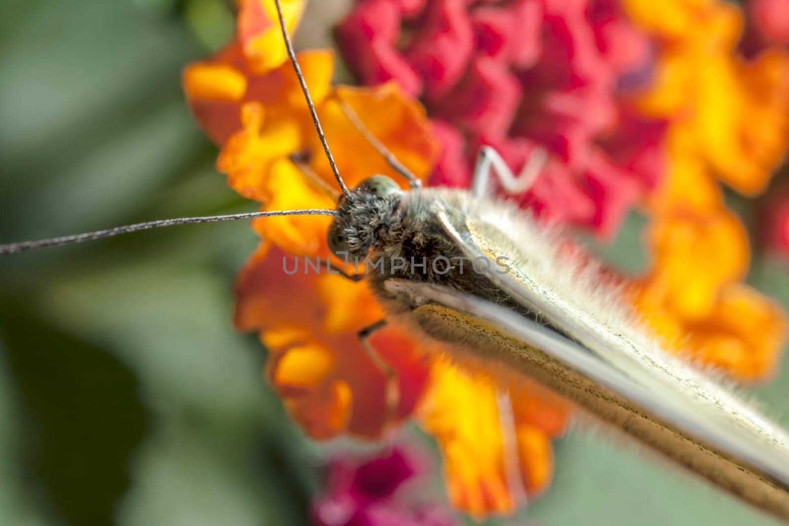 The Large White, Pieris brassicae, also called Cabbage Butterfly, Cabbage White, or in India the Large Cabbage White, White cabbage butterfly is a butterfly in the family Pieridae.