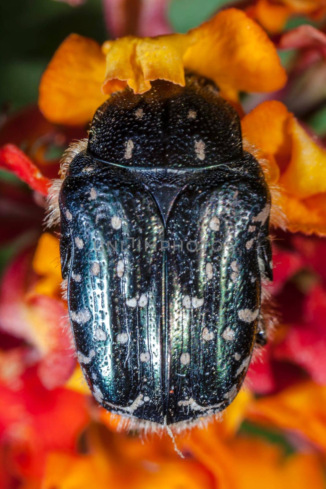 Extreme macro showing detail of the White Spotted Barbary Bug or Oxythyrea Funesta.