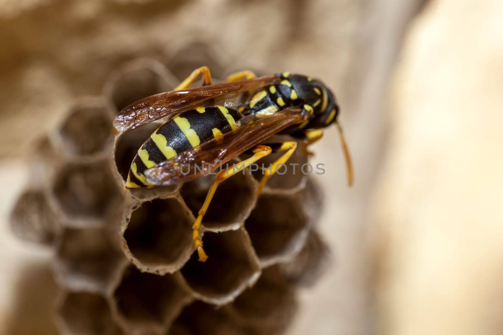 A young Paper Wasp Queen builds a nest to start a new colony.