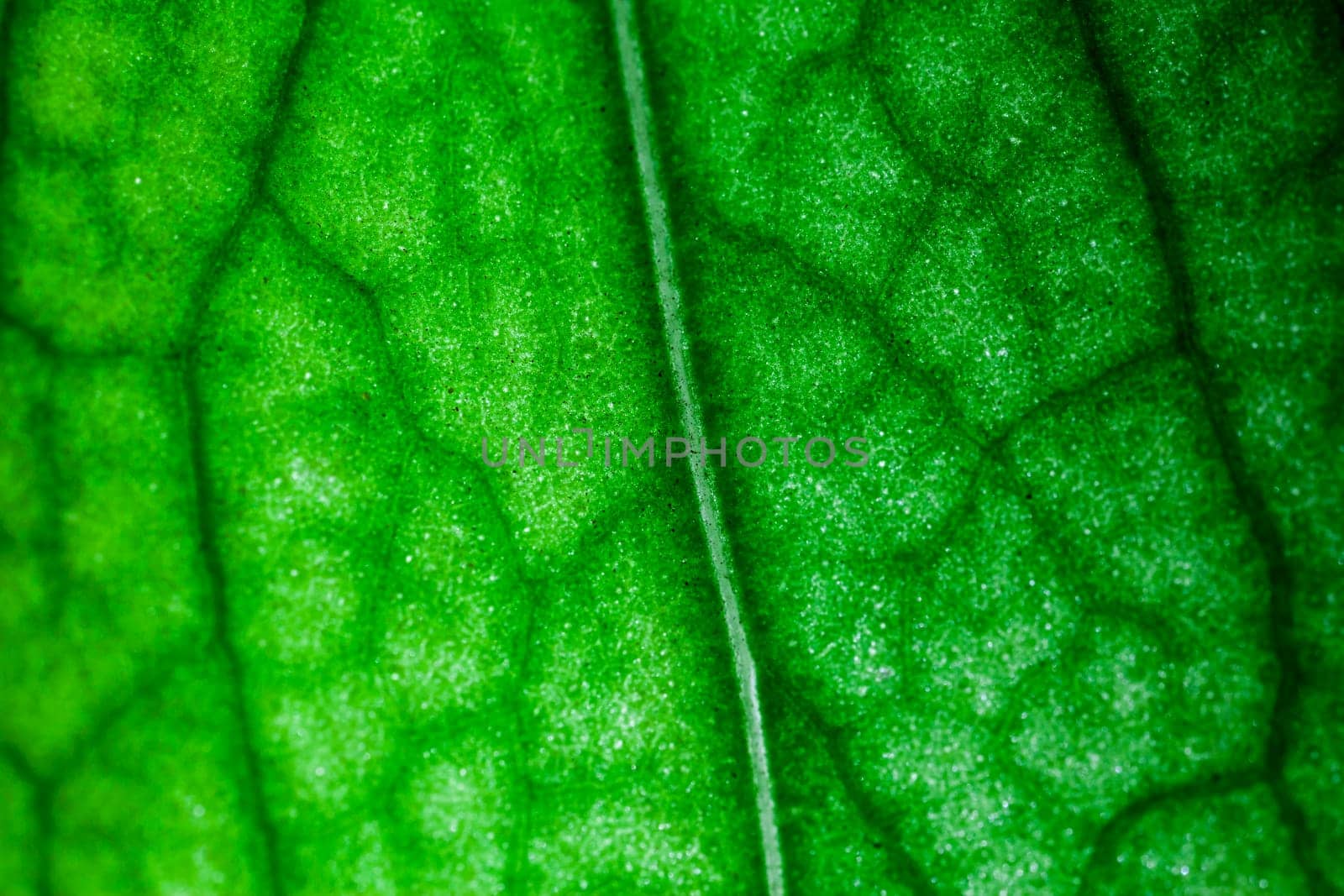 A super macro image showing detail on a plant leaf