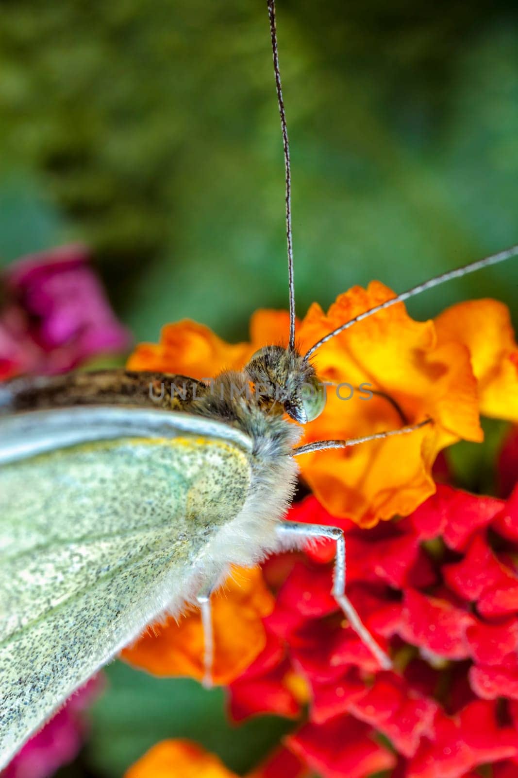 The Large White, Pieris brassicae, also called Cabbage Butterfly, Cabbage White, or in India the Large Cabbage White, White cabbage butterfly is a butterfly in the family Pieridae.