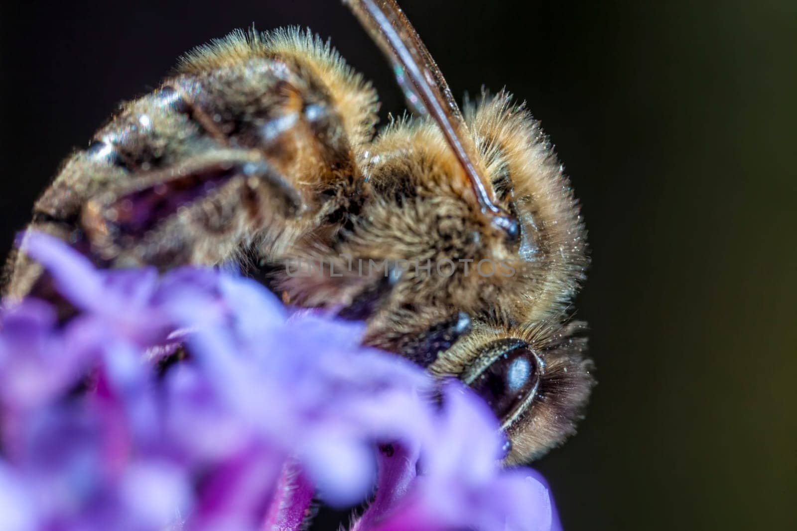 The Maltese honey bee, Apis mellifera ruttneri, is a sub-species of the Western honey bee. It originates from Malta where it is native.