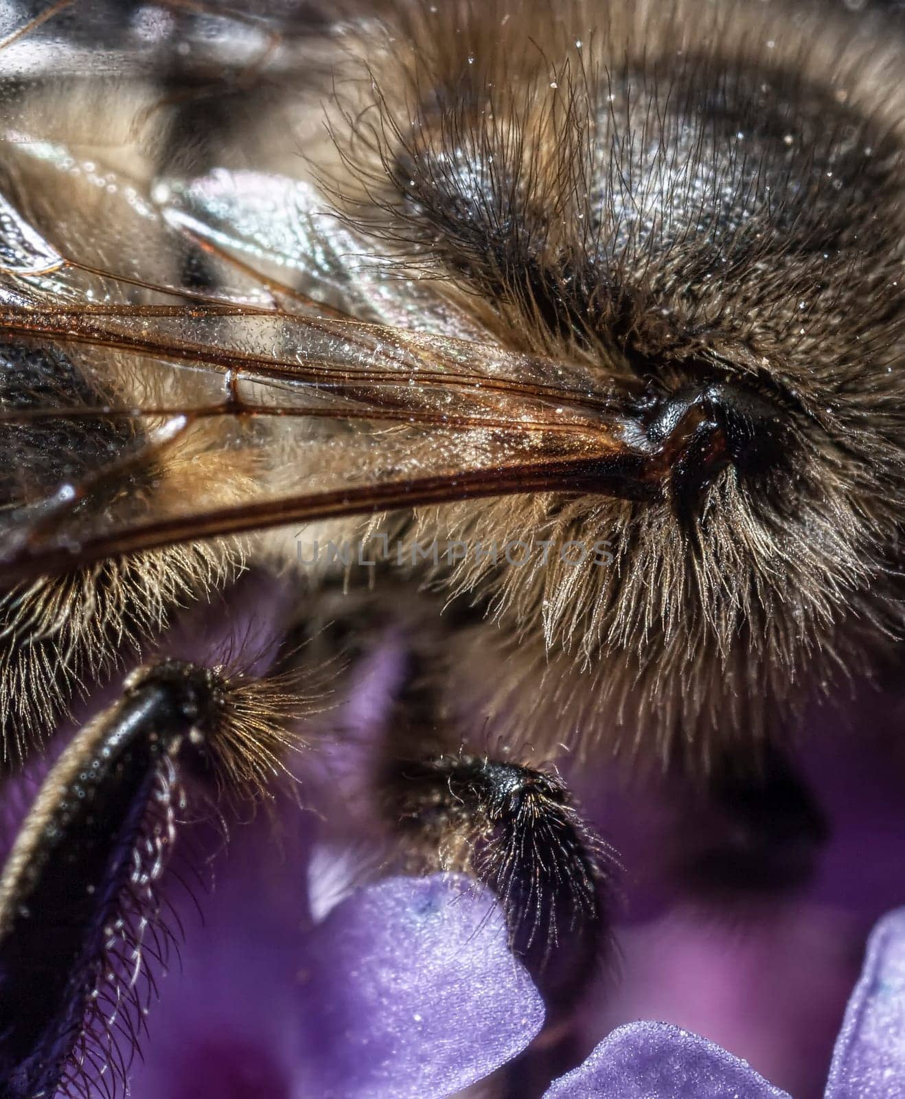 The Maltese honey bee, Apis mellifera ruttneri, is a sub-species of the Western honey bee. It originates from Malta where it is native. Here we can see the wing muscle joint at 4X magnification.