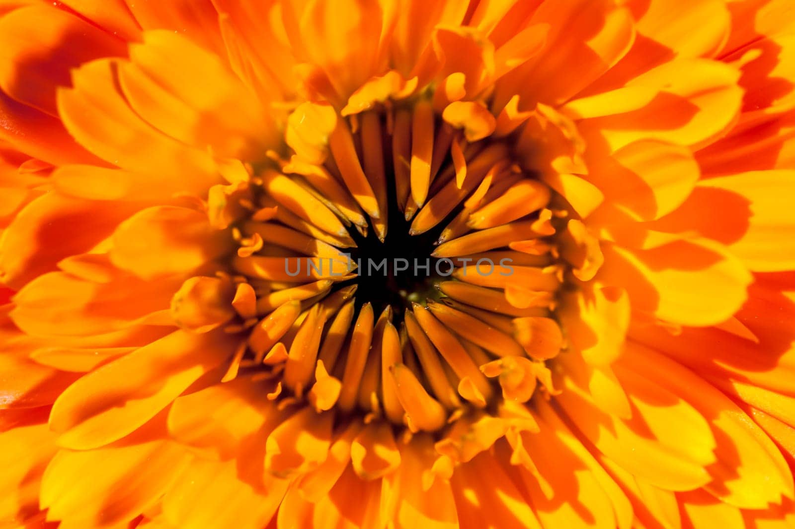 A super macro image showing detail of petals on a flower