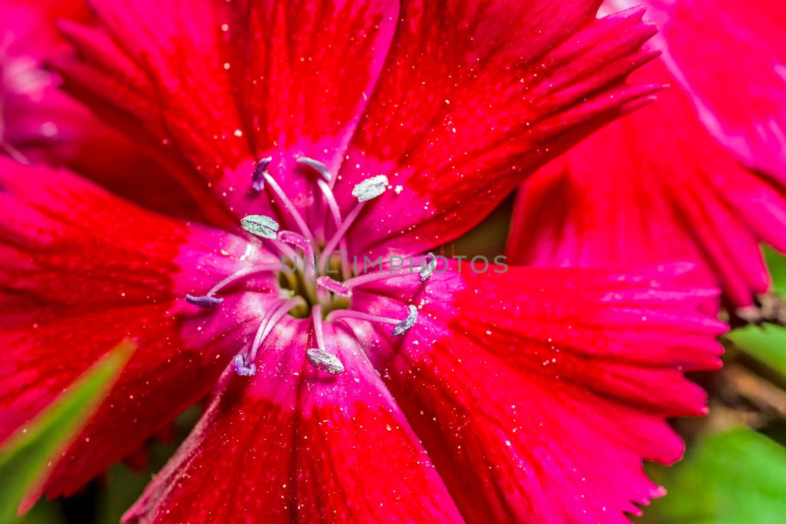 A super macro image showing detail of pollen and pistils on a flower