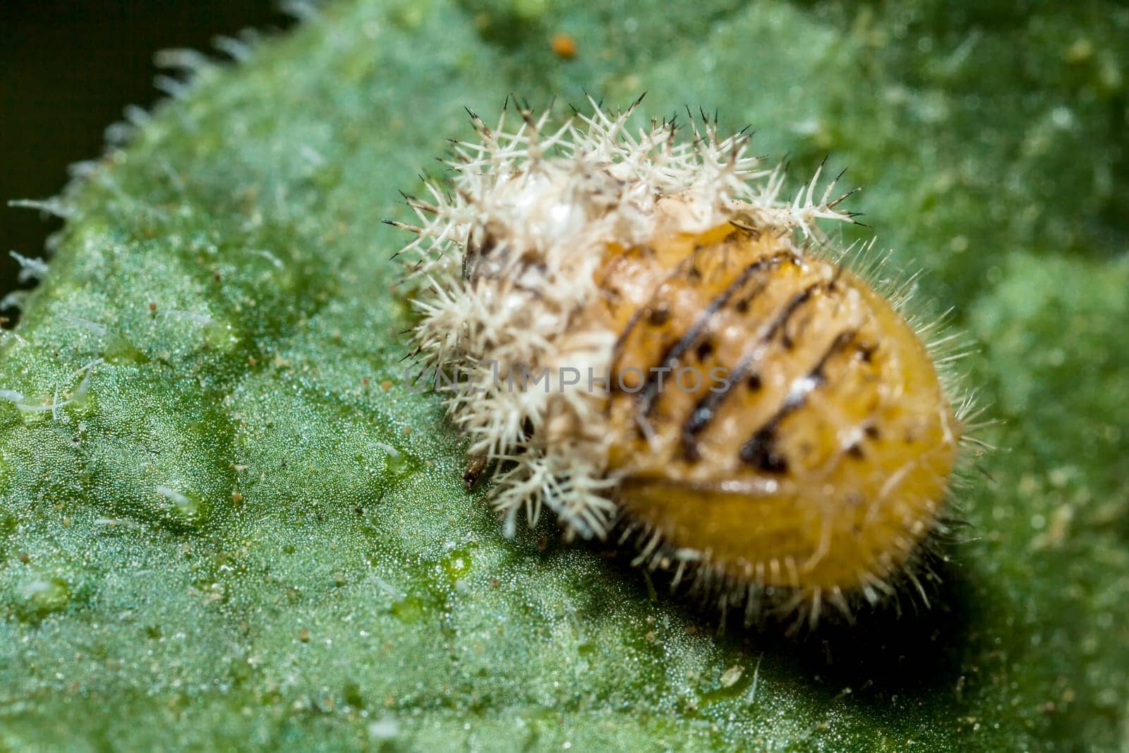 A Silkworm Moth Caterpillar sheds its skin, while resting on the leaf of a Squirting Cucumber plant.