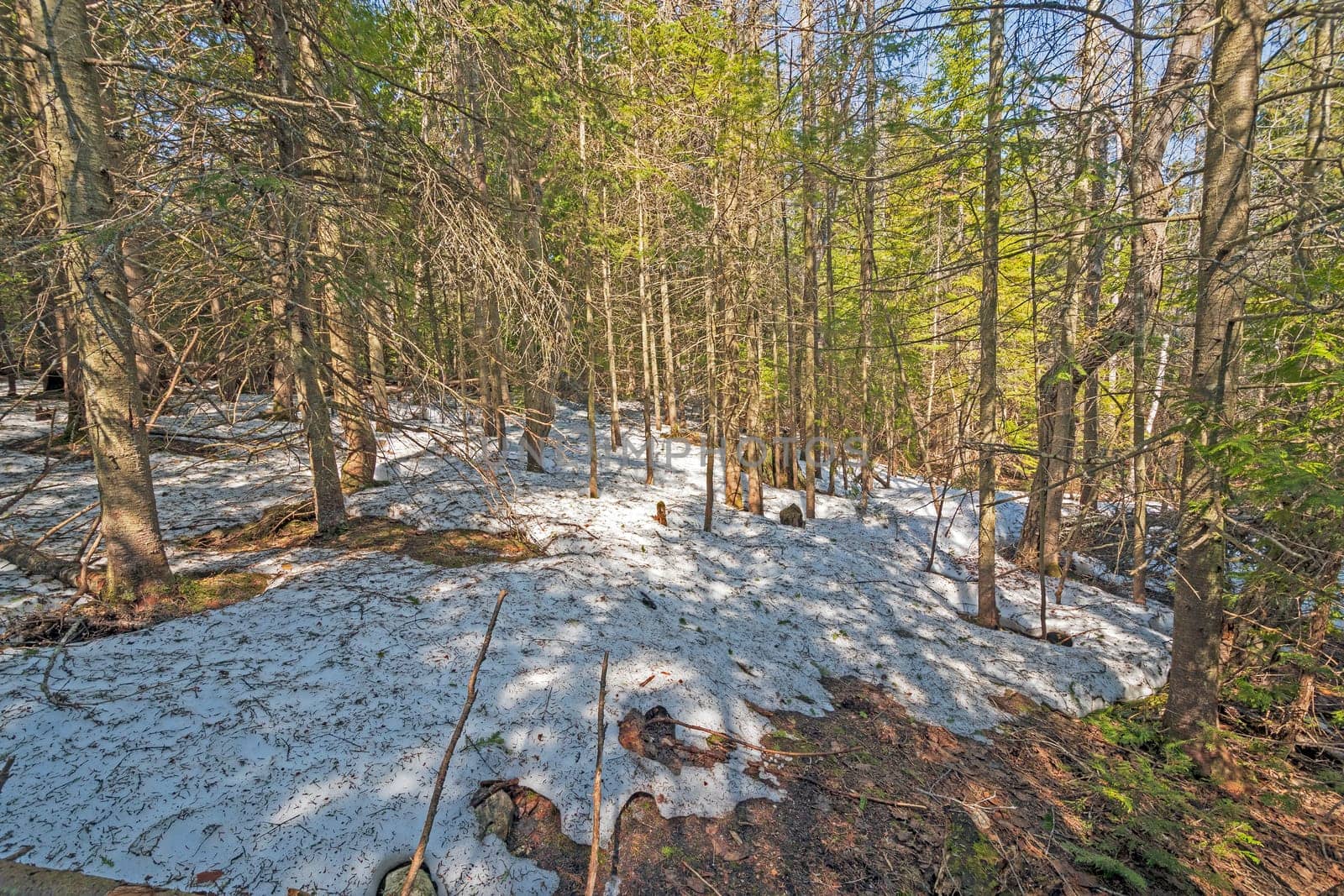 Late Spring Snow in the Forest in Bruce Peninsula National Park in Ontario, Canada