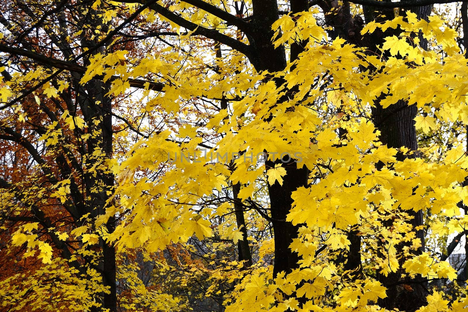 Autumn with colorful leaves in City Park