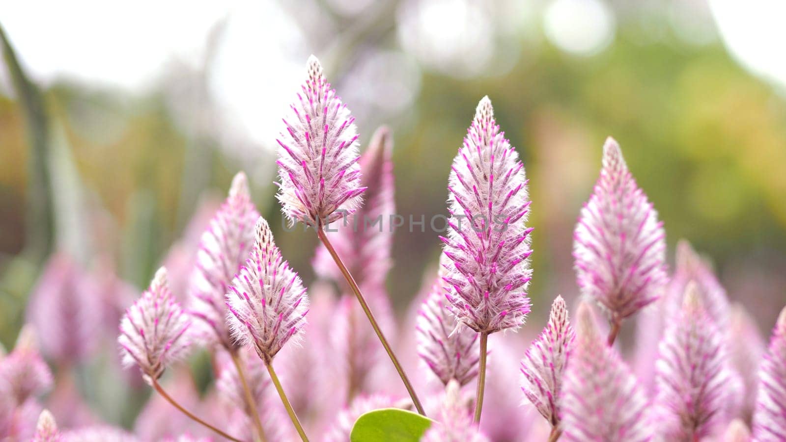 Tiarella sky rocket pink color flowers close-up angle in garden of Namba park Osaka Japan at summer season