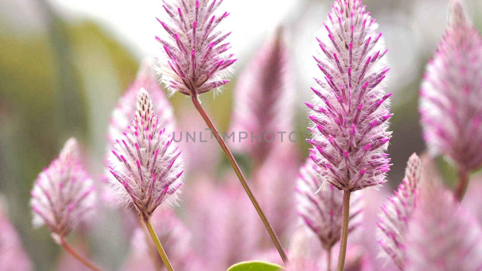 Tiarella sky rocket pink color flowers close-up angle in garden of Namba park Osaka Japan at summer season