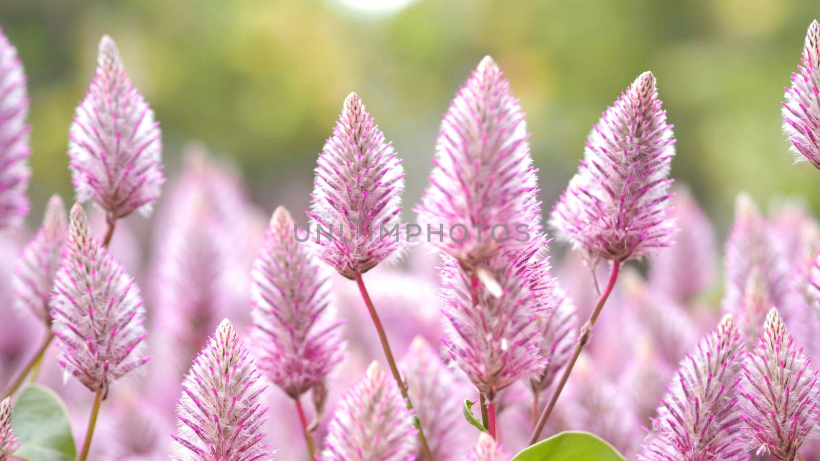 Tiarella sky rocket pink color flowers close-up angle in garden of Namba park Osaka Japan at summer season