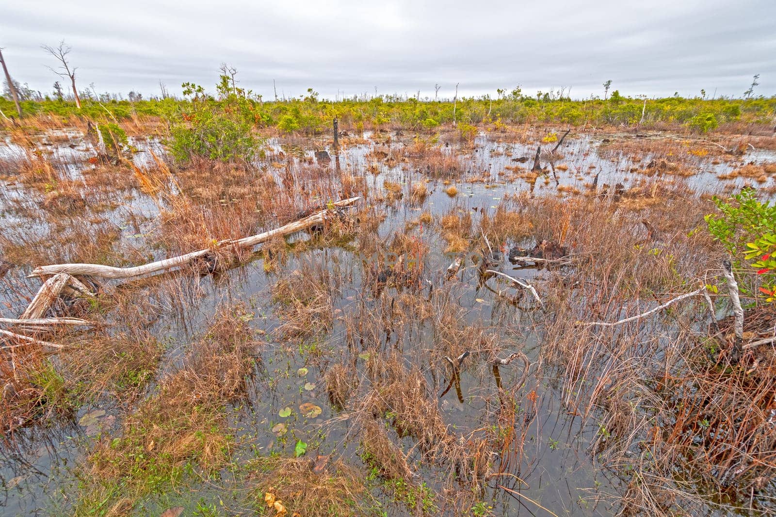 Open Wetland Prairie in a the Okefenokee Swamp in Georgia