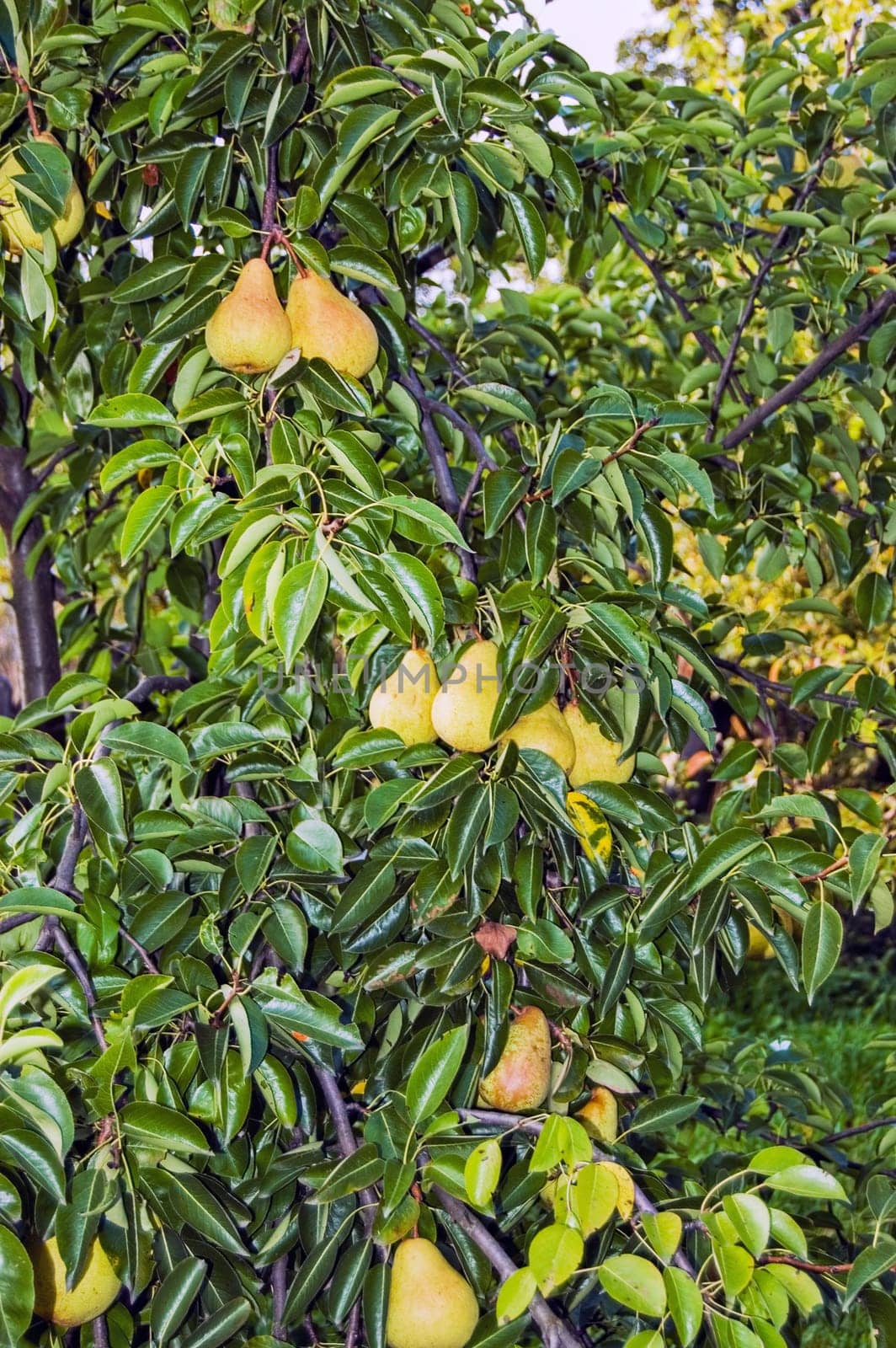 Pear tree in garden