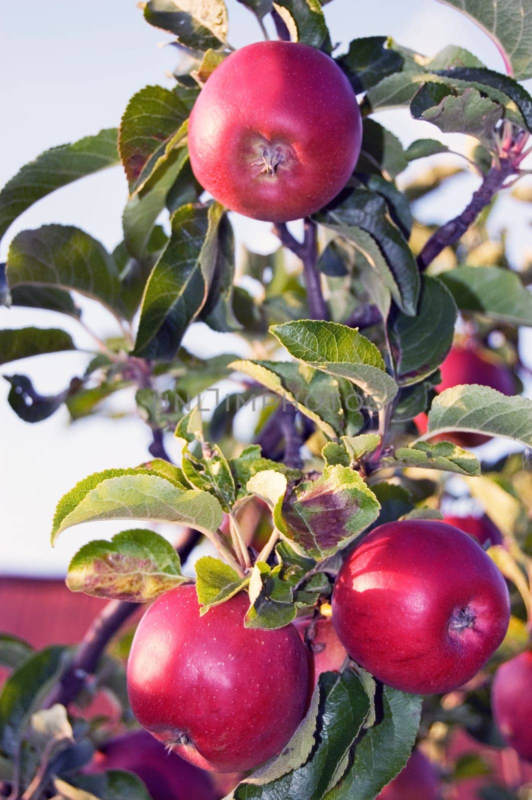 Apple tree in garden